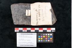 Foto (Objekt + Etikett) von Taeniopteris pseudovittata Ettingshausen (NHMW-GEO-2024-0188-10286)
